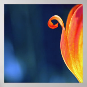 Orange Curly Tulip Petal Curl Macro Abstrakt Poster