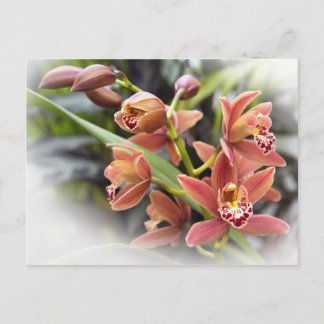 Orange Cymbidium Orchid Blume Postkarte
