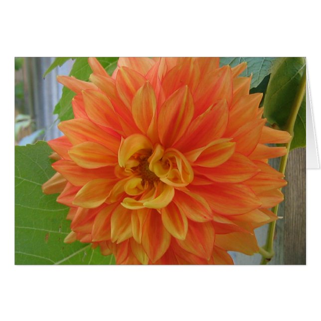 Orange Dahlia (Vorderseite (Horizontal))