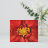 Orange Dahlia Blume Postkarte (Stehend Vorderseite)