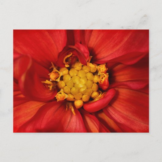 Orange Dahlia Blume Postkarte (Vorderseite)