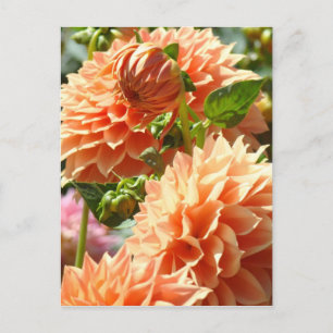 Orange Dahlia Blume Postkarten Dahlias Floral