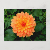 Orange Dahlia - Blume und Garten Postkarte (Vorderseite)