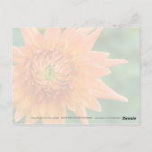 Orange Dahlia Postkarte (Rückseite)