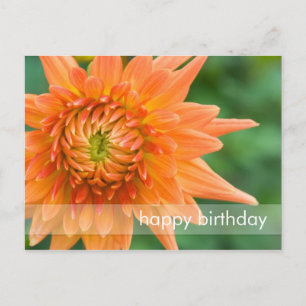 Orange Dahlia Postkarte