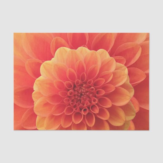 Orange Dahlia Seidenpapier (Vorderseite)