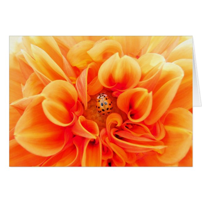 Orange Dahlia und Ladybug (Vorderseite (Horizontal))