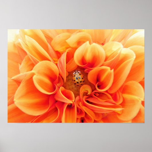 Orange Dahlia und Ladybug Poster (Vorne)