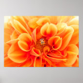 Orange Dahlia und Ladybug Poster (Vorne)