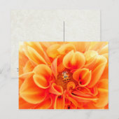 Orange Dahlia und Ladybug Postkarte (Vorne/Hinten)
