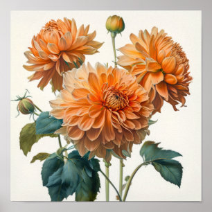 Orange Dahlias Blume Art Print Poster