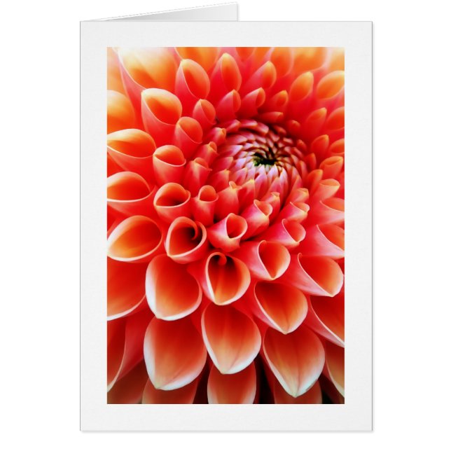 Orange Dahlie (Vorne)