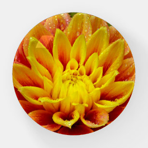 Orange Dahlie-Blume Briefbeschwerer