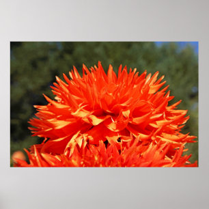 ORANGE DAHLIE-BLUMEN Kunst druckt Fotografie Poster