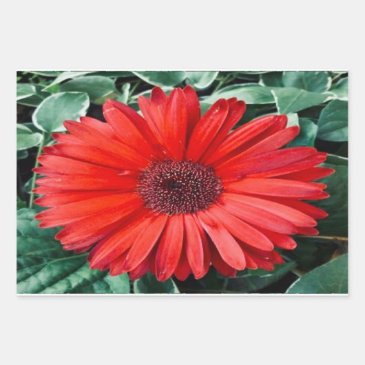 Orange Daisies Design Geschenkpapier Set (Vorderseite)