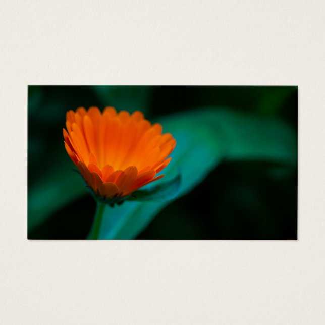 Orange daisy Blume (Vorderseite)