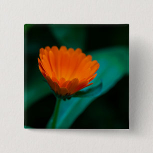 Orange daisy Blume Button