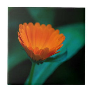 Orange daisy Blume Fliese