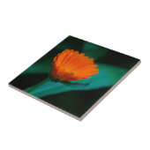 Orange daisy Blume Fliese (Seite)