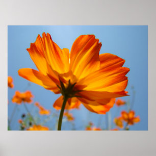 Orange Daisy Blume Floral Art Prints Daisies Poster