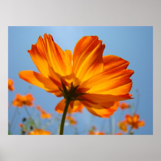 Orange Daisy Blume Floral Art Prints Daisies Poster (Vorne)