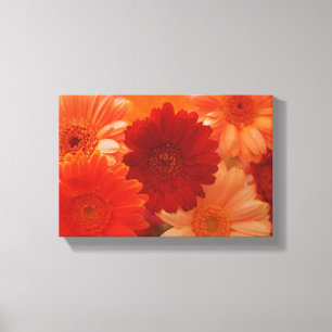 Orange Daisy Blume Foto Leinwand