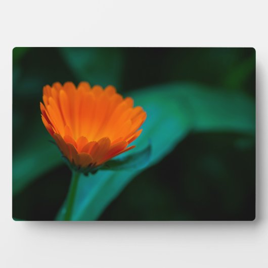 Orange daisy Blume Fotoplatte (Vorderseite)