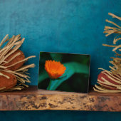 Orange daisy Blume Fotoplatte (Seite)