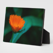 Orange daisy Blume Fotoplatte (Seite)
