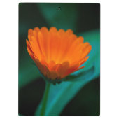 Orange daisy Blume Klemmbrett (Rückseite)
