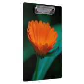 Orange daisy Blume Klemmbrett (Rechts)