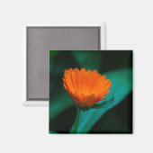 Orange daisy Blume Magnet (Vorderseite/Rückseite)