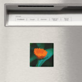 Orange daisy Blume Magnet (In Situ (Geschirrspüler))