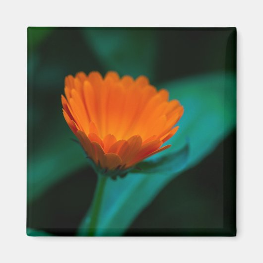 Orange daisy Blume Magnet (Vorne)