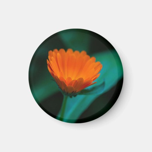 Orange daisy Blume Magnet (Vorne)