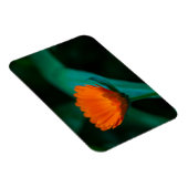 Orange daisy Blume Magnet (Rechte Seite)