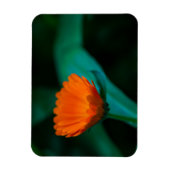 Orange daisy Blume Magnet (Vertikal)