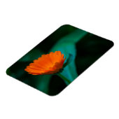 Orange daisy Blume Magnet (Linke Seite)