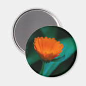 Orange daisy Blume Magnet (Vorderseite/Rückseite)