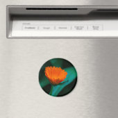 Orange daisy Blume Magnet (In Situ (Geschirrspüler))