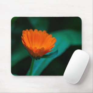Orange daisy Blume Mousepad
