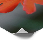 Orange Daisy Blume Nah Up Poster (Ecke)