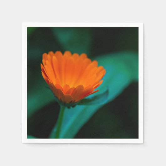Orange daisy Blume Serviette (Vorderseite)