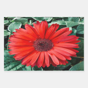Orange-Daisy-Botanik-Geschenkverpackungsbögen Geschenkpapier Set
