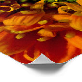 Orange Daisy Canvas Print Poster (Ecke)