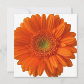 Orange Daisy Einladungen (Vorderseite)
