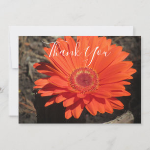 Orange Daisy Floral Foto Dankeskarte