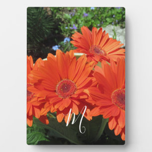 Orange Daisy Foto Monogram Fotoplatte