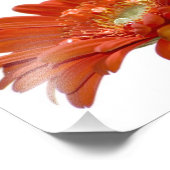 Orange Daisy Gerbera Blume Fotodruck (Ecke)
