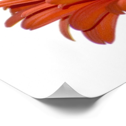 Orange Daisy Gerbera Blume Poster (Ecke)